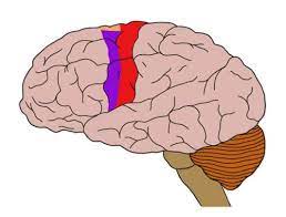 Motor Function and Brain Disruption: CTE & Concussions